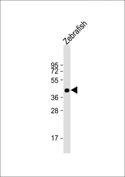 Zebrafish pou3f3a Antibody (C-term)