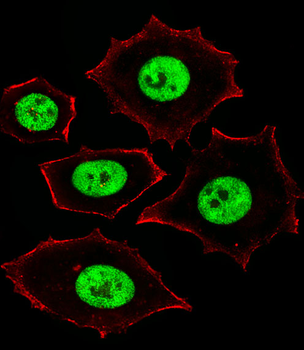 ZNF434 Antibody (Center)