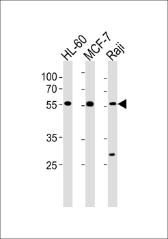 DNAAF8 Antibody (Center)