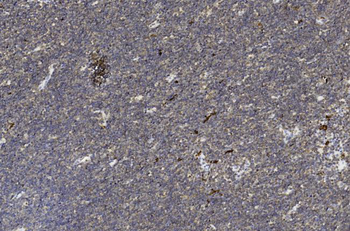 H2AFX Antibody (C-term)