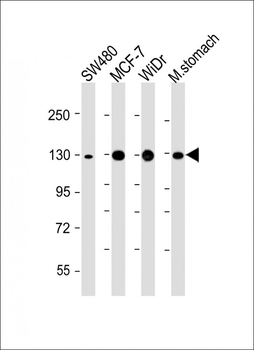 CDH1 Antibody