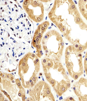 ENO1 Antibody
