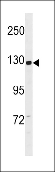 CCD14 Antibody (N-term)