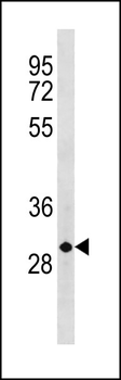 CCND3 Antibody (C-term S274)