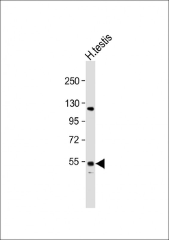 GOLGA6L2 Antibody (N-term)