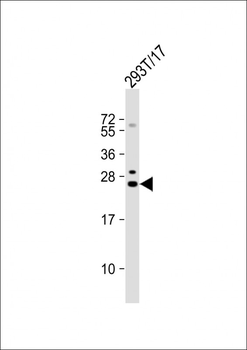 GINS3 Antibody (C-term)