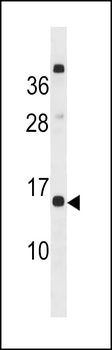 CLEC19A Antibody (Center)