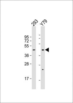 OLFM3 Antibody (N-term)