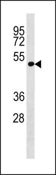 LRP2BP Antibody (Center)