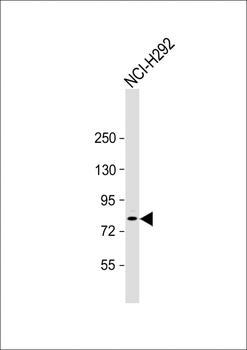 ZNF12 Antibody (N-term)