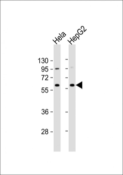 NAPRT1 Antibody (N-term)