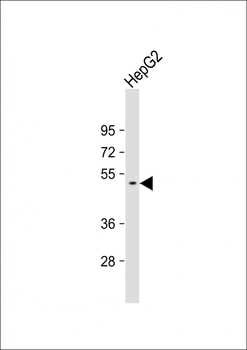 GTDC1 Antibody (Center)