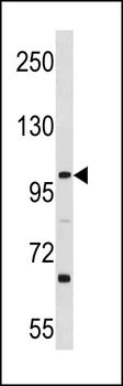 L3MBTL3 Antibody (N-term)