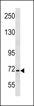 INTS9 Antibody (C-term)