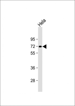 INTS9 Antibody (C-term)