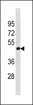 TAF7L Antibody (N-term)