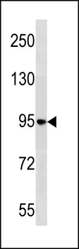 NELL1 Antibody (N-term)