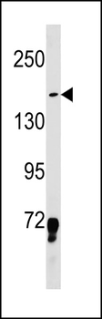 LMO7 Antibody (Center)