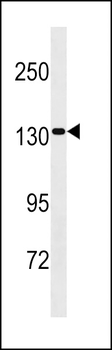 SAPS2 Antibody (Center)