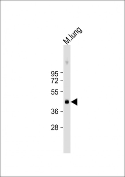 Mouse Plau Antibody (C-term)