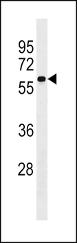SERINC4 Antibody (C-term)