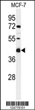 CI091 Antibody (C-term)