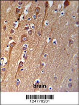 CI091 Antibody (C-term)