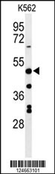 RHBG Antibody (C-term)