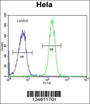 GALNT5 Antibody (N-term)