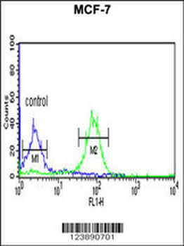 FAM44B Antibody (C-term)