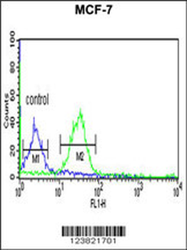 TAF2 Antibody (C-Term)