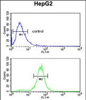 RERE Antibody (N-term)