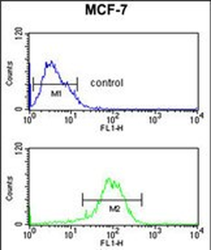 NR1H3 Antibody (Center)