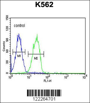 CLM1 Antibody (N-term)
