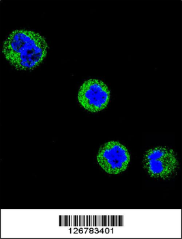 CD1E Antibody (Center)