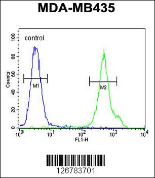 CD1E Antibody (Center)