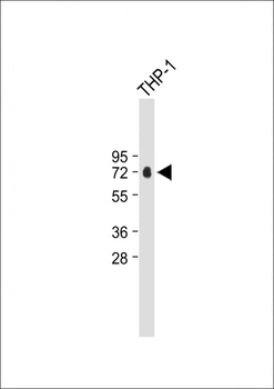 CFP Antibody (Center)