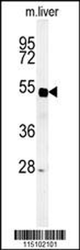 SP5 Antibody (C-term)