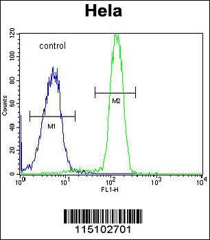 SP5 Antibody (C-term)