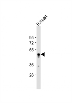 SDR Antibody (Center)