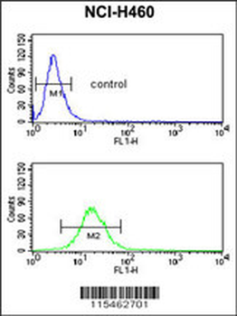 NEDD4 Antibody (C-term)