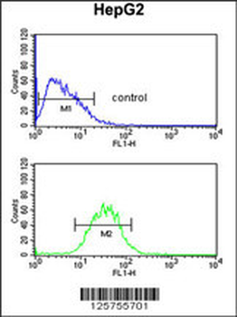 PR38A Antibody (C-term)