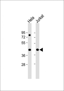 PR38A Antibody (C-term)