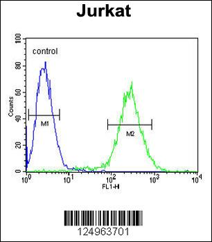 NOL9 Antibody (C-term)