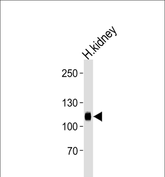 PHAR4 Antibody (C-term)