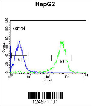 PYCR1 Antibody (C-term)