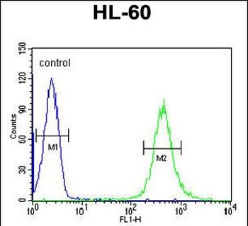 HOXA3 Antibody (C-term)