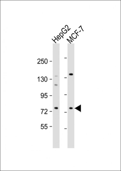 DCP1B Antibody (center)