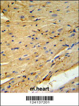 PLB-T17 Antibody
