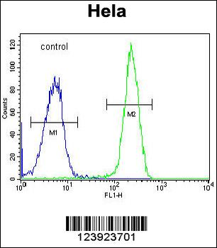FOXK1 Antibody (C-term)